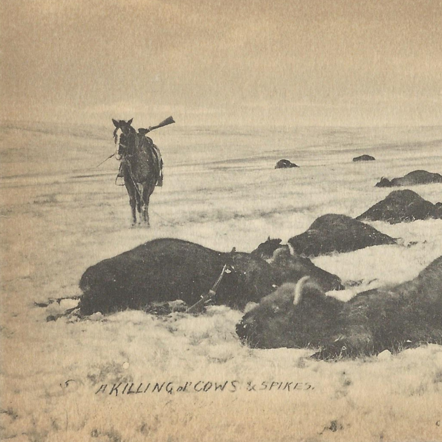 Убитый бизон. Охота на бизонов в 19 веке. Охота на бизонов в Америке. Истребление буйволов в США. Уничтожение бизонов в Америке.